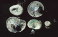 Lactarius indigo var. diminutivus image