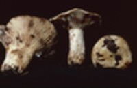 Lactarius luteolus image