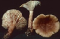 Lactarius mutabilis image
