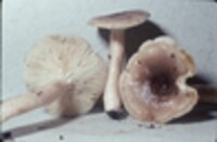 Lactarius mucidus var. mucidus image