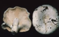 Lactarius neuhoffii var. neuhoffii image