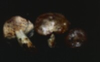 Lactarius pallescens var. pallescens image