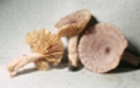 Lactarius purpureoechinatus image