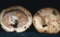 Lactarius psammicola f. psammicola image
