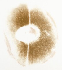Imleria pallida image