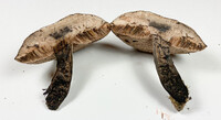 Tylopilus griseocarneus image
