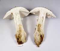 Amanita canescens image