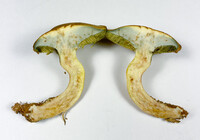 Boletus ochraceoluteus image
