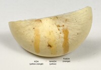 Lactarius glaucescens image