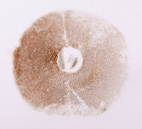 Leccinum roseoscabrum image