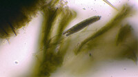 Trichoglossum octopartitum image