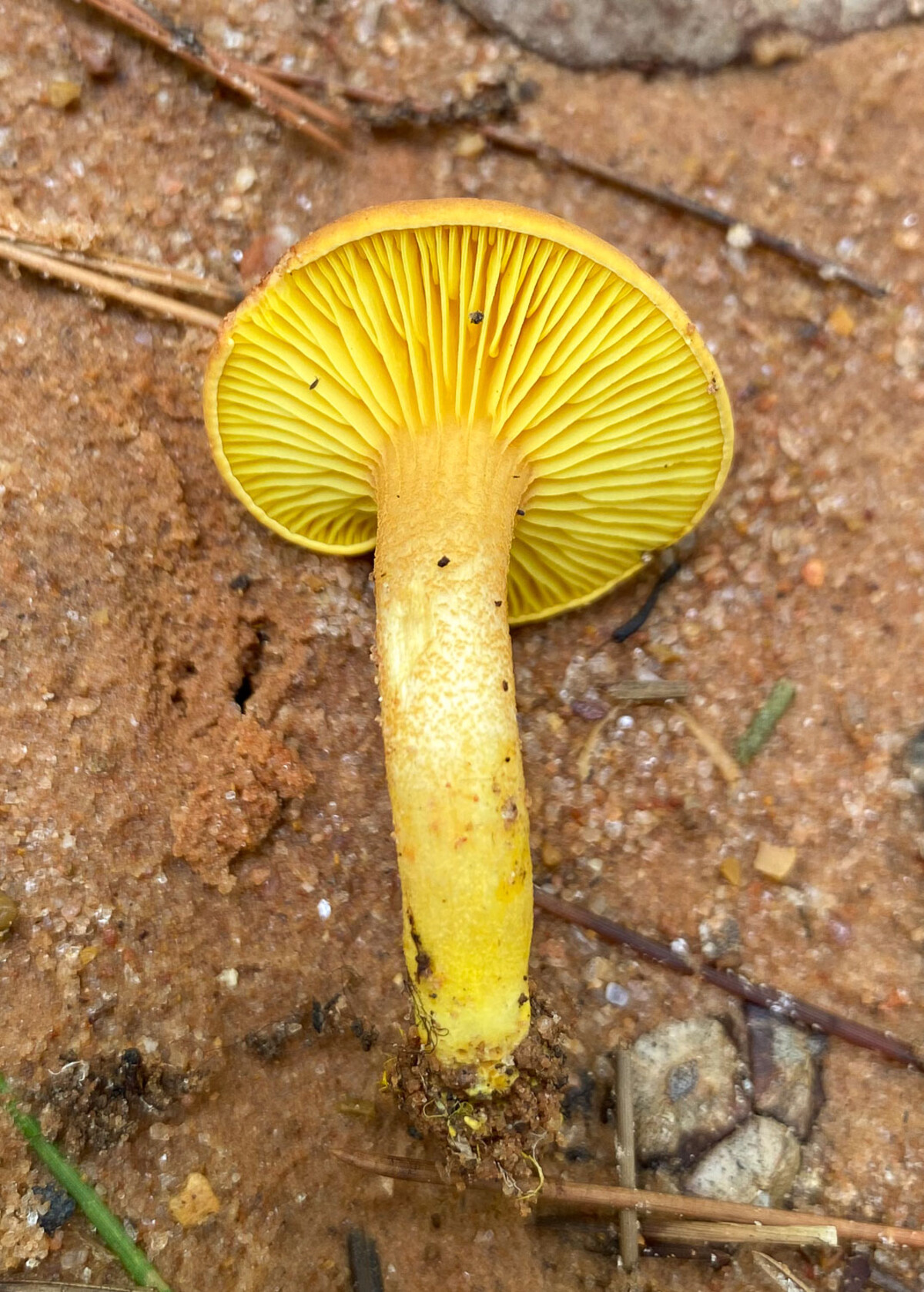 Phylloporus image