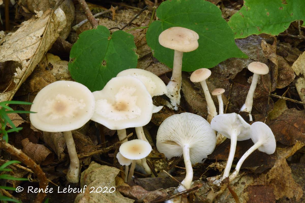 Clitocybe reclinis image