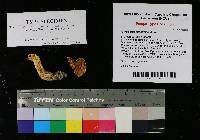 Gyroporus rhoadsiae image