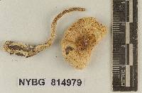 Lepiota rubrotinctoides image