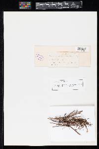 Vermicularia stachydis image