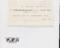 Polyporus leprieurii var. juruanus image