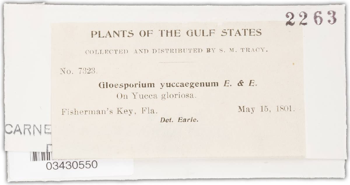 Gloeosporium yuccigenum image