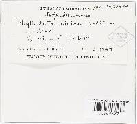 Phyllosticta minima image