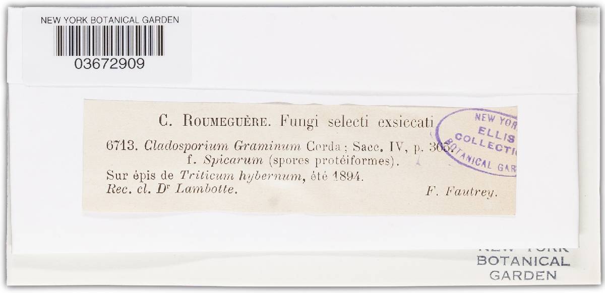 Cladosporium gramineum image