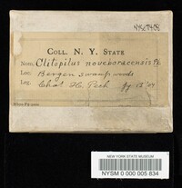 Clitopilus noveboracensis image