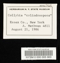 Collybia cylindrospora image