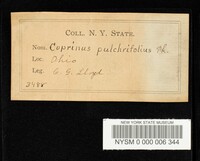 Coprinus pulchrifolius image