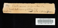 Cortinarius anfractus image