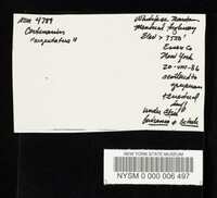 Cortinarius argenteopileatus image