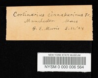 Cortinarius cinnabarinus image