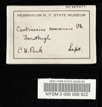 Cortinarius communis image