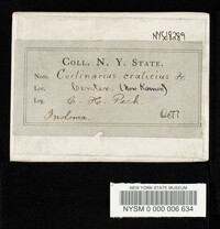 Cortinarius craticius image