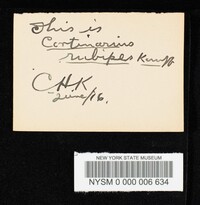 Cortinarius craticius image