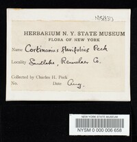 Cortinarius flavifolius image
