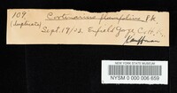Cortinarius flavifolius image