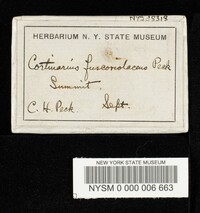 Cortinarius fuscoviolaceus image