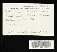 Cortinarius hiemalis image
