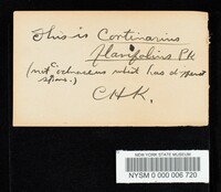 Cortinarius ochraceus image