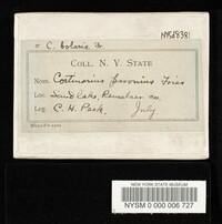 Cortinarius pavonius image