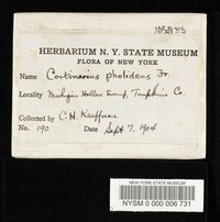 Cortinarius pholideus image