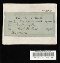 Cortinarius subferrugineus image