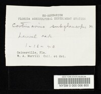 Cortinarius magicus image