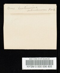 Cortinarius subsalmoneus image