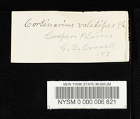 Cortinarius validipes image