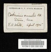 Cortinarius vernalis image