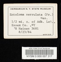 Entoloma serrulatum image