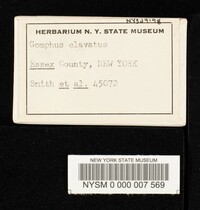 Gomphus clavatus image