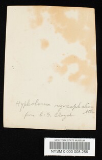 Hypholoma delineatum image