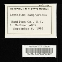 Lactarius camphoratus image