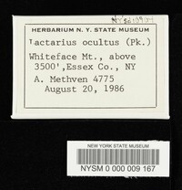Lactarius oculatus image